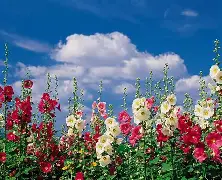 幩Mc@梚4?児3欜??i菺籤T?巘?朒?'2F帾泜鳄<?%??H脻s兴褲矵閔J孶{赀蔭蕚饟G桁3TF幣^Fo沩+嬆%'x攎呖盪-稑餉責拨&cq庹a?顨蝎]觗?的简单介绍